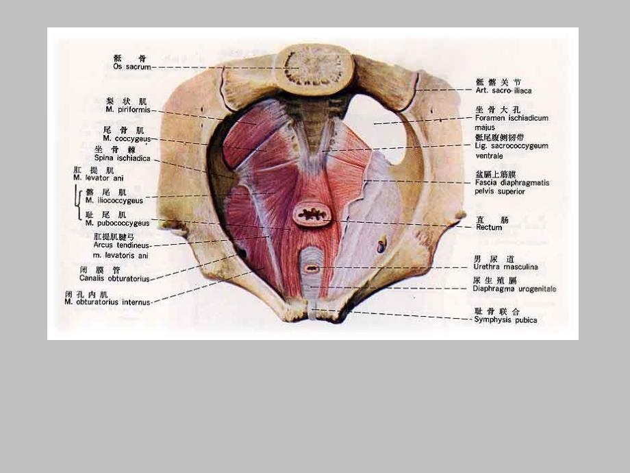 局部解剖学盆筋膜会阴_第3页