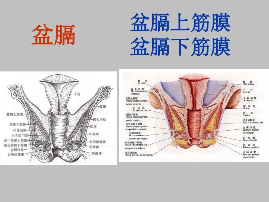 局部解剖学盆筋膜会阴_第5页