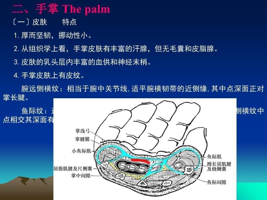 手的应用解剖ppt课件_第5页