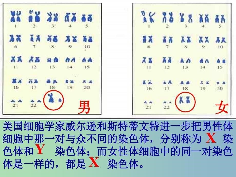 八年级生物下册7.2.4人的性别遗传课件2新版新人教版.ppt_第5页