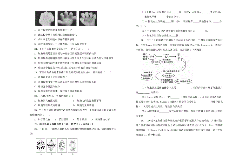 2022高中生物 第六单元 细胞的生命历程单元测试（二）新人教版必修1_第3页