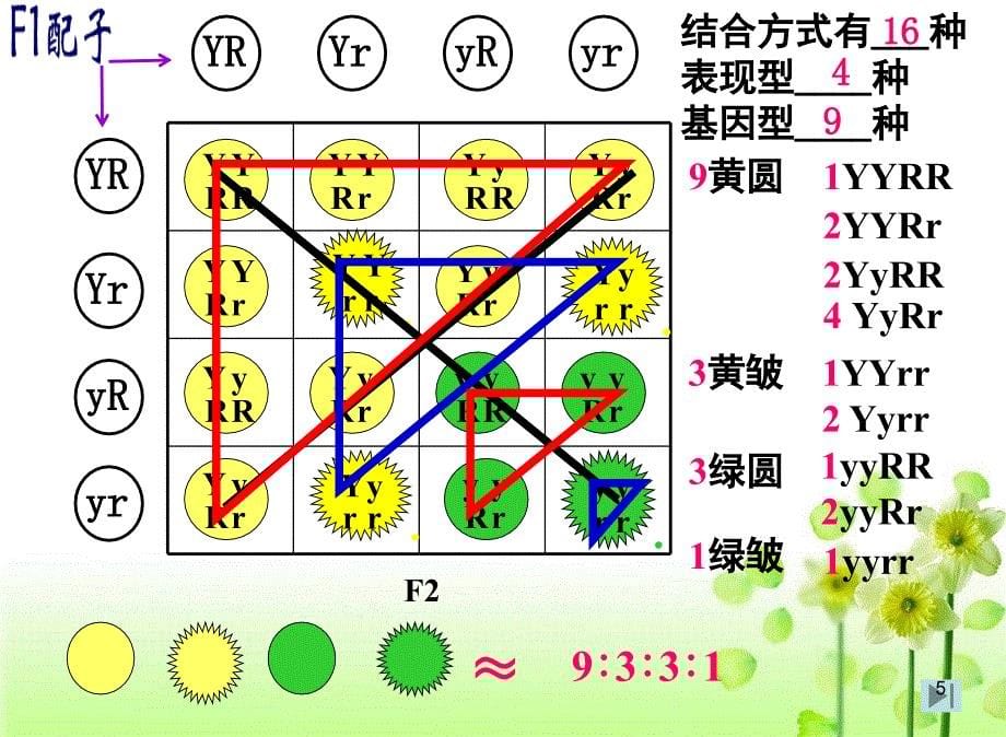 孟德尔的豌豆杂交实验二课件_第5页