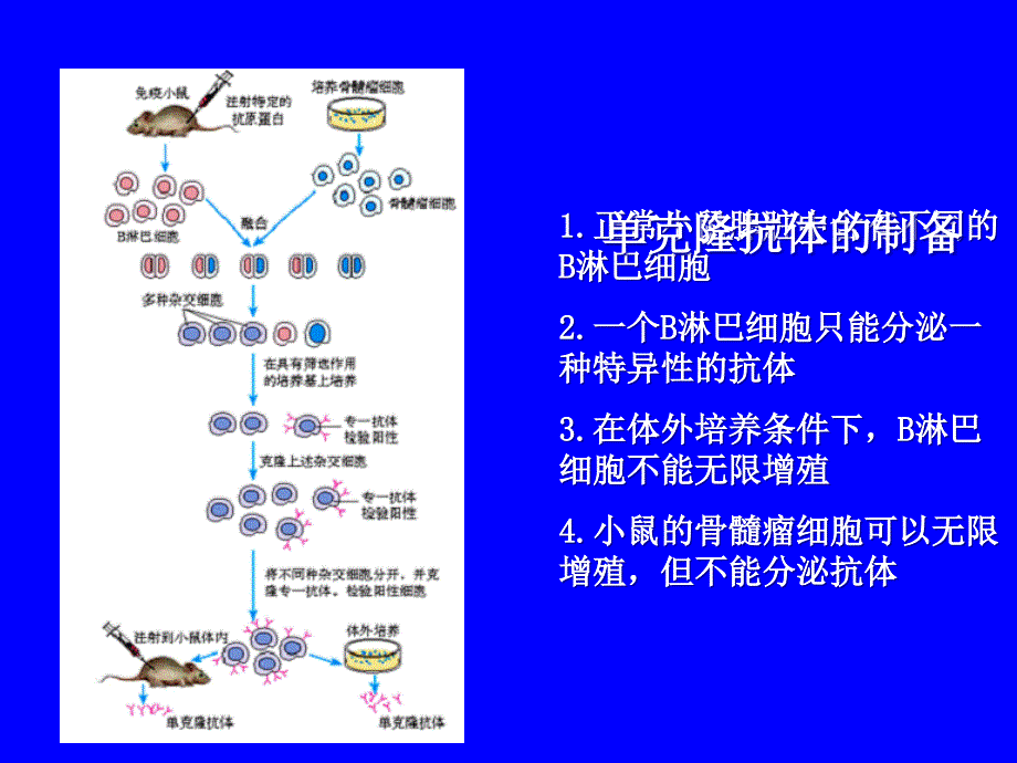 实验四、细胞融合_第3页