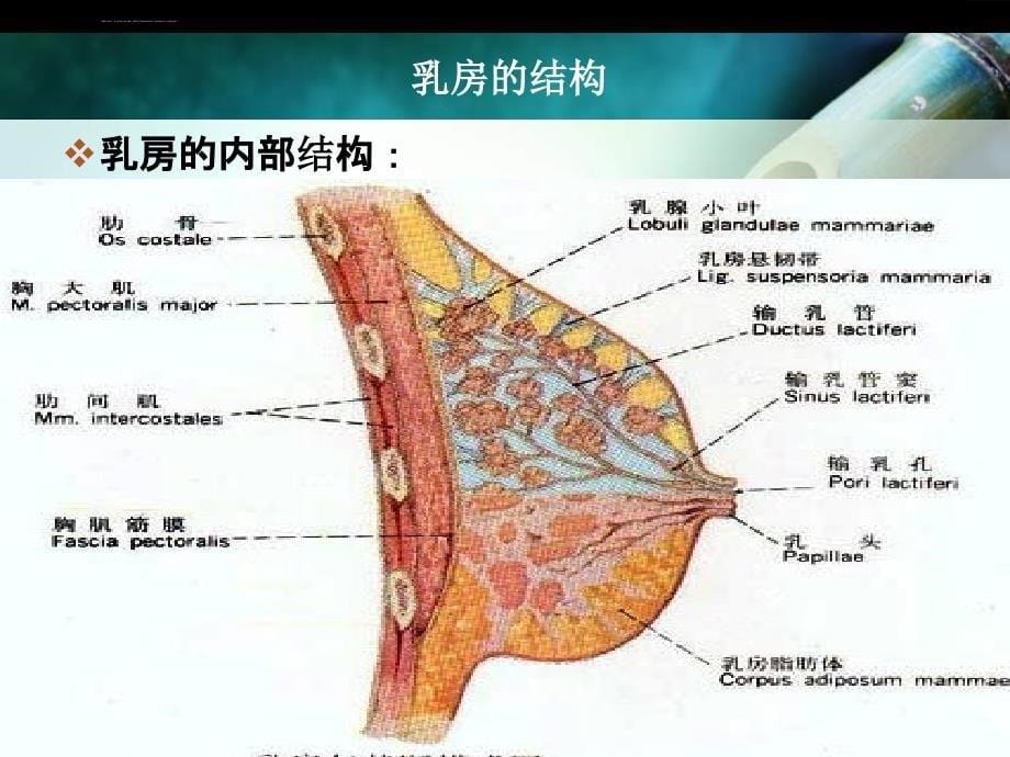 催乳师培训课程ppt课件_第5页