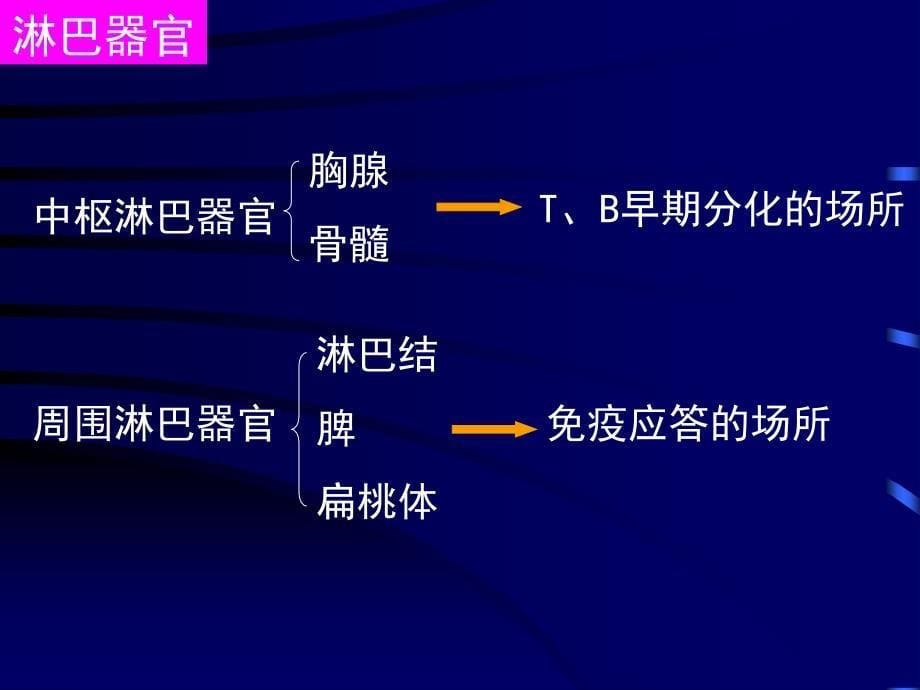 免疫系统组织胚胎学教学课件_第5页