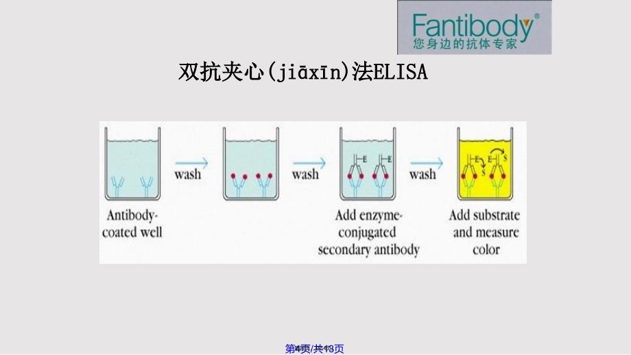 ELISA实验原理方法仪器流程图和注意事项分析实用教案_第4页