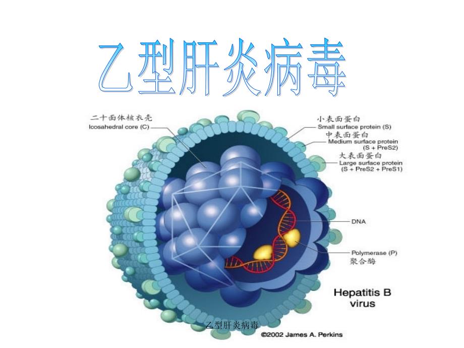 最新乙型肝炎病毒_第1页