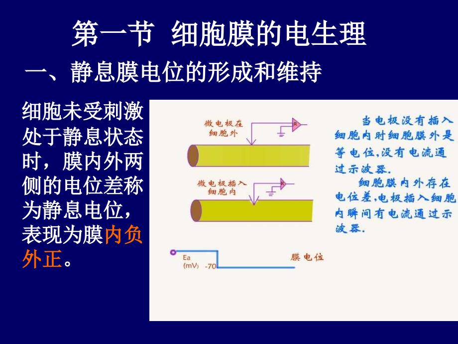 细胞的基本机能PPT课件_第3页