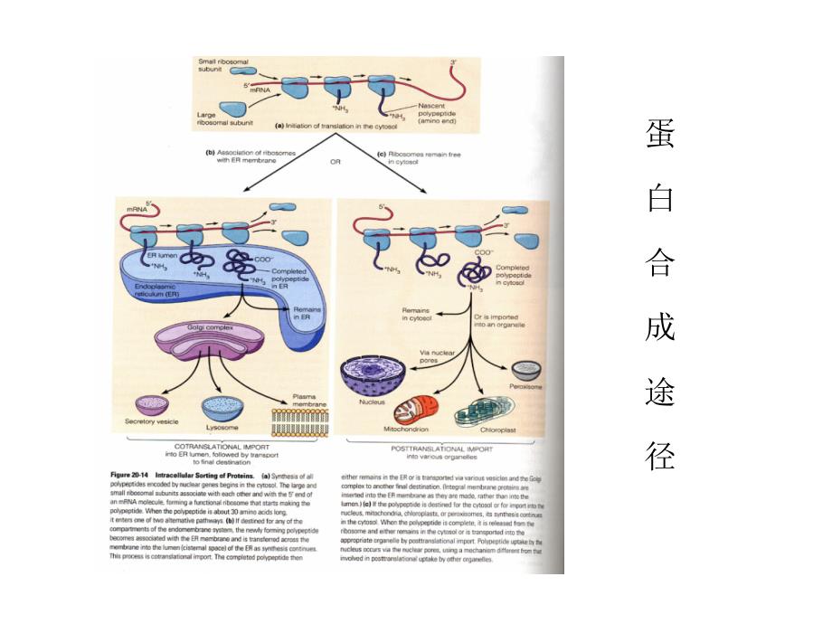 第七章第五节蛋白分选_第4页