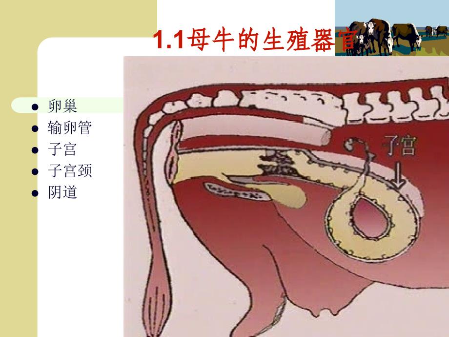 肉牛的繁殖配种技术培训_第4页