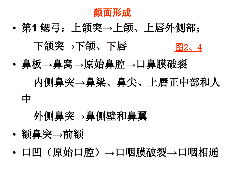 组织学与胚胎学第22章颜面和四肢的发生_第3页