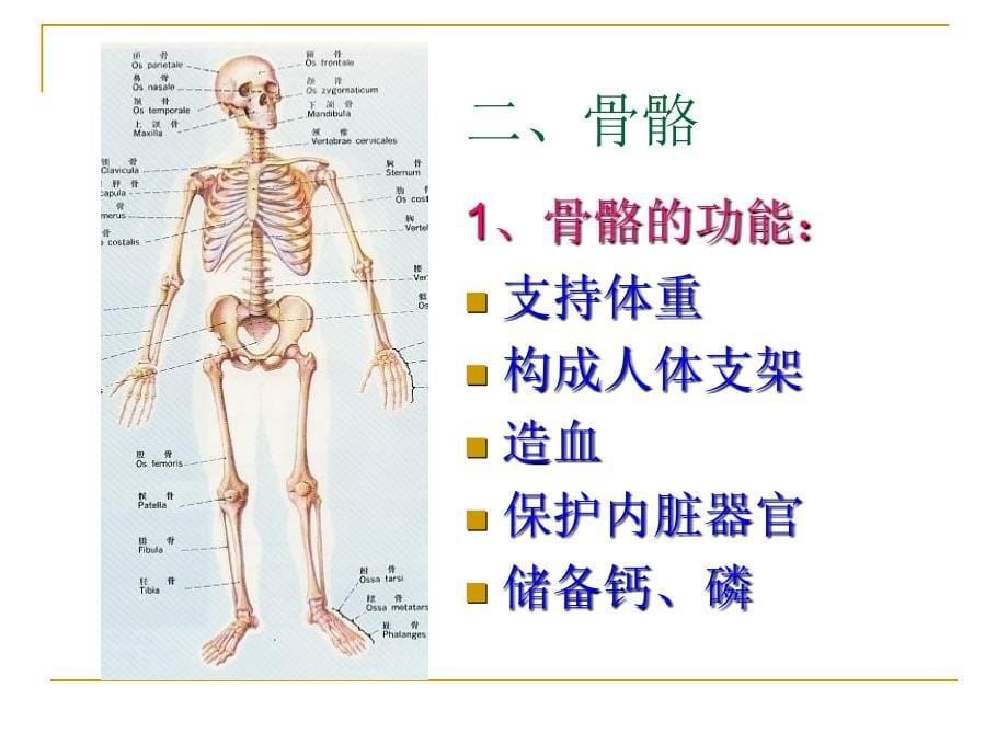 3.5人的运动系统和保健_第5页