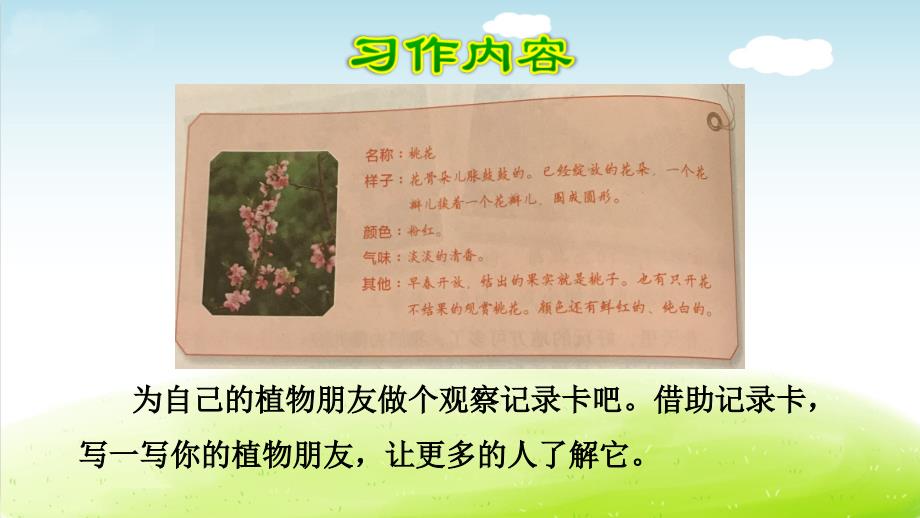 习作：我的植物朋友_第4页