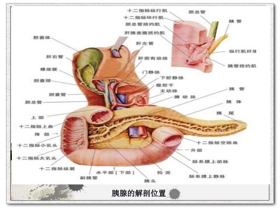 7第七节急性胰腺炎病人的护理汇总_第2页