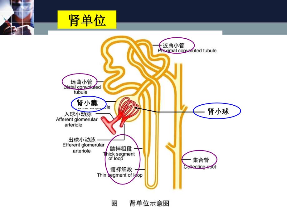 慢性肾炎、肾病综合征_第3页