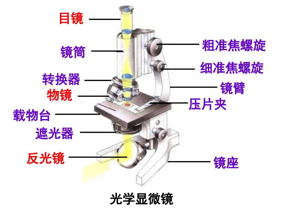 22-细胞(第二课时)-课件(浙教版七年级上)_第4页