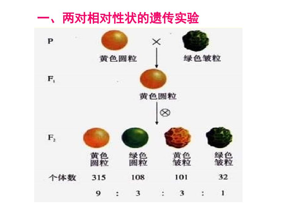 高一生物孟德尔的豌豆杂交实验4_第2页