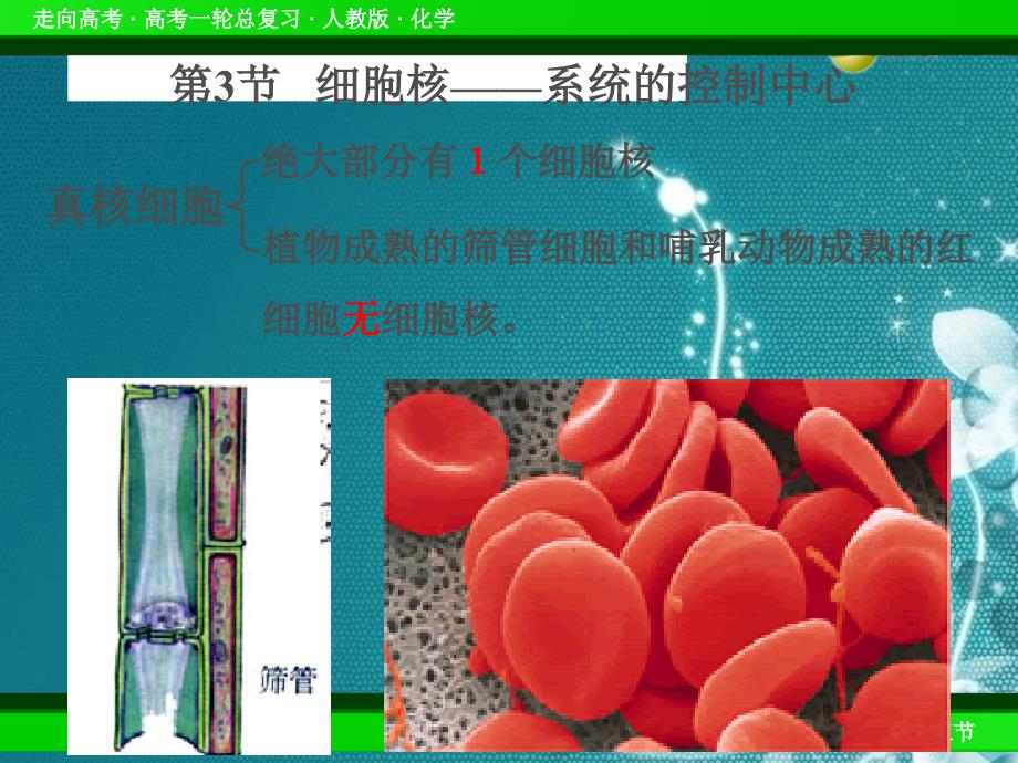 高中生物细胞核—系统的控制中心课件人教版必修一.ppt_第1页