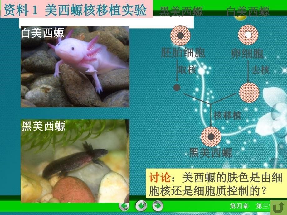 高中生物细胞核—系统的控制中心课件人教版必修一.ppt_第5页