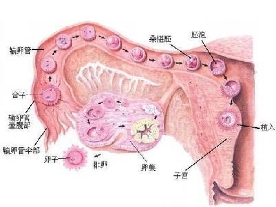 纳雍县最便宜的无痛人流的医院纳雍友好医院课件_第2页