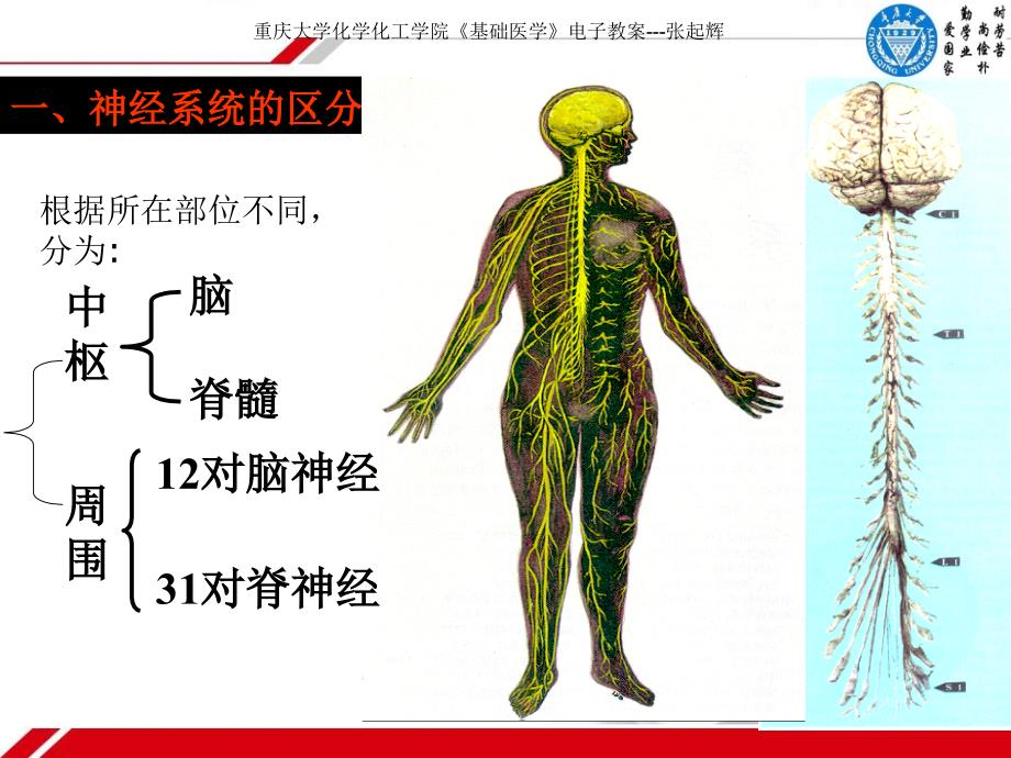 基础医学--神经系统_第4页