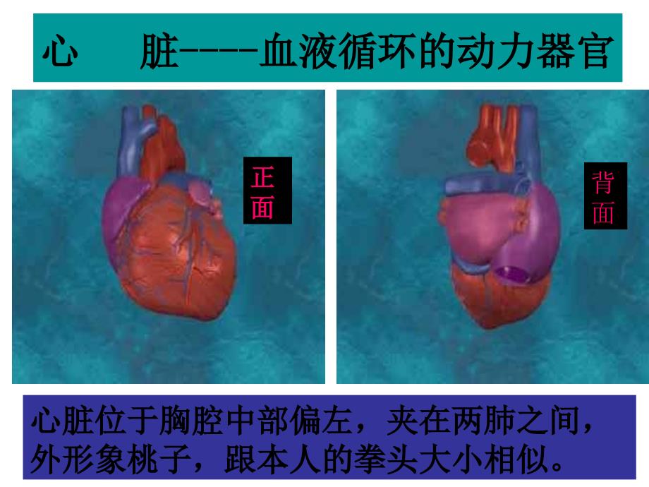 第三节输送血液的泵——心脏_第2页