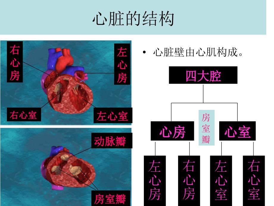 第三节输送血液的泵——心脏_第4页