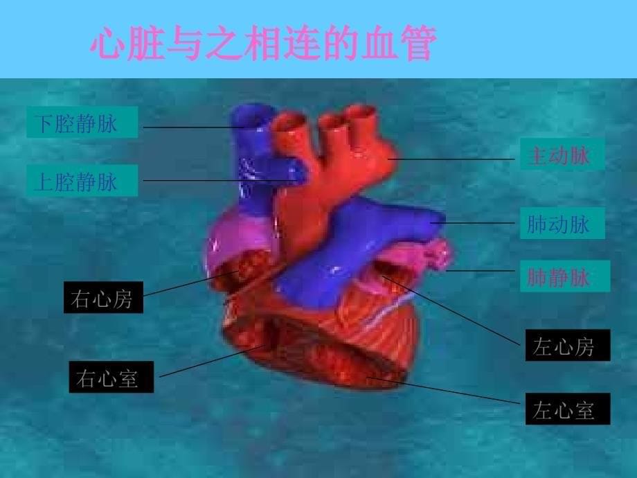 第三节输送血液的泵——心脏_第5页