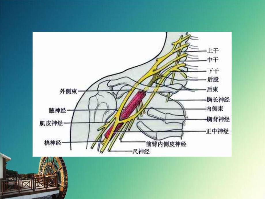 周围神经损伤的护理课件_第3页