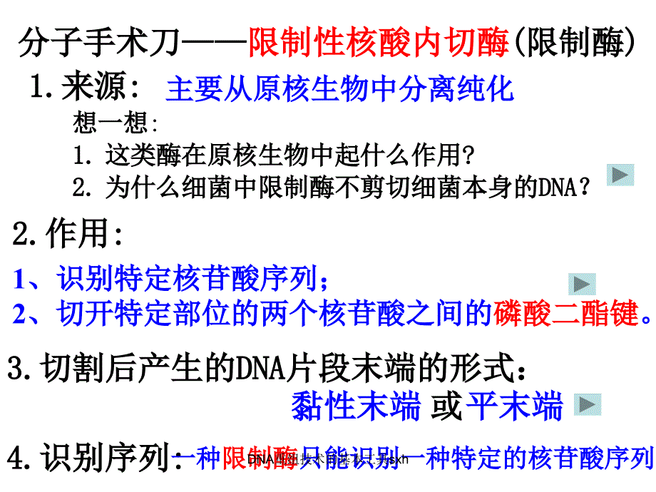 DNA重组技术的基本工具sxh课件_第4页