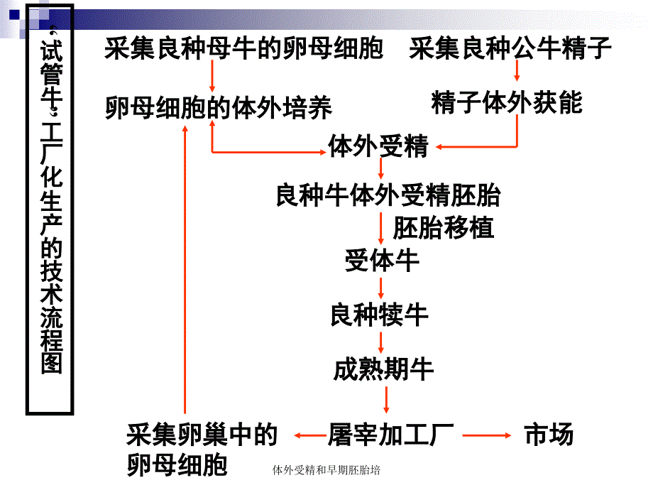 体外受精和早期胚胎培课件_第5页