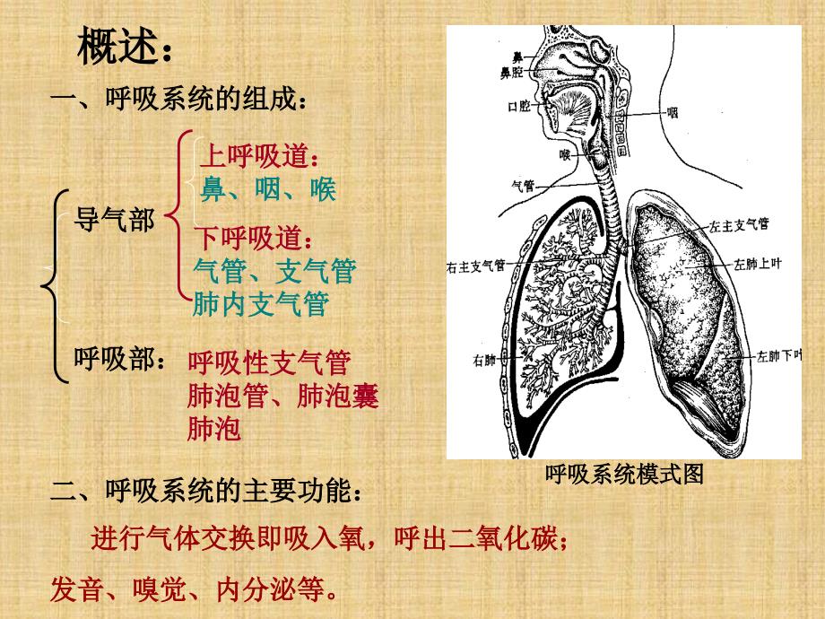 呼吸系统080403_第2页