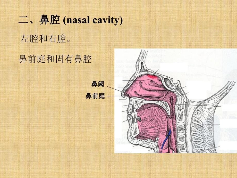 呼吸系统080403_第5页