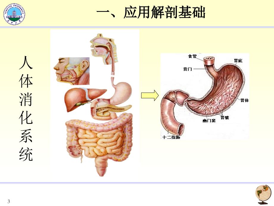 胃十二指肠影像学_第3页