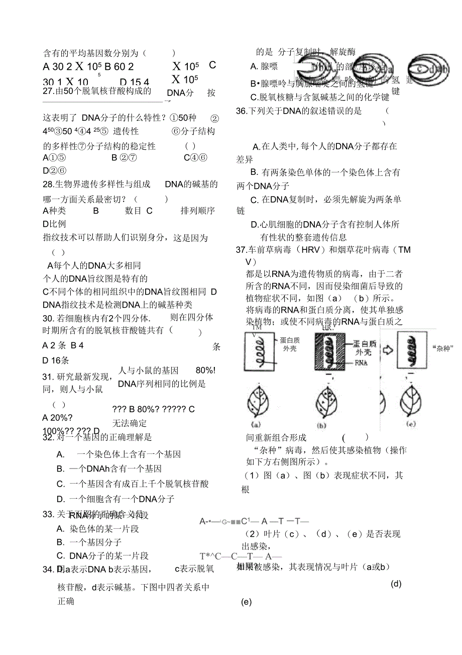 基因的本质综合测试题_第4页