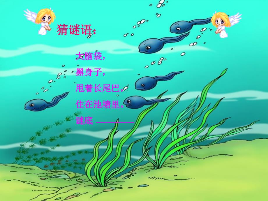 小学语文教学课件汇编小蝌蚪找妈妈_第2页