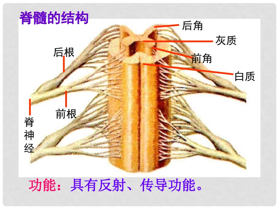 高考生物专题复习课件：神经调节_第3页