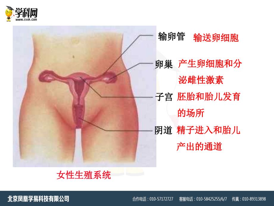 2018春七年级生物下册 第一章 第二节 人的生殖课件 新人教版_第4页