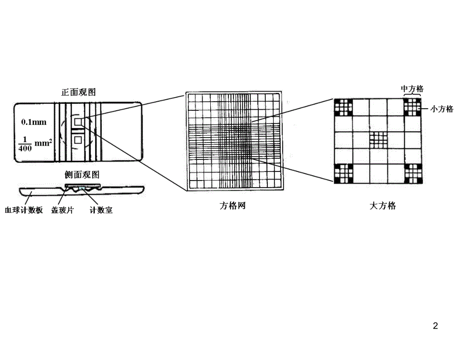 酵母菌种群数量的测定PPT课件_第2页