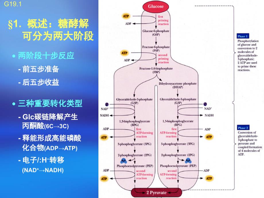 11糖酵解、糖异生和戊糖磷酸途径s1_第4页