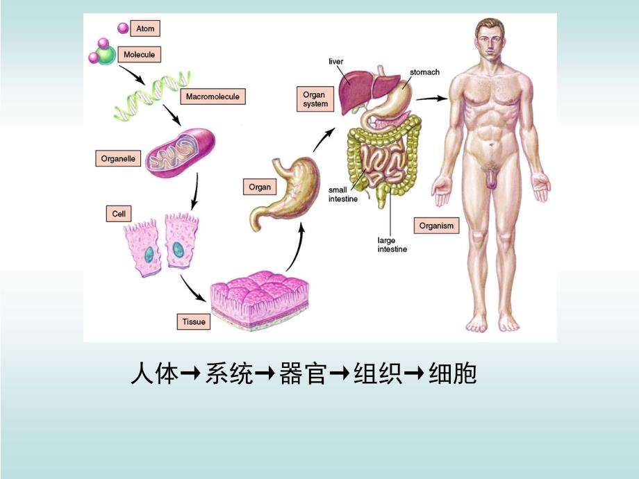 人体基本结构与功能上皮组织_第2页