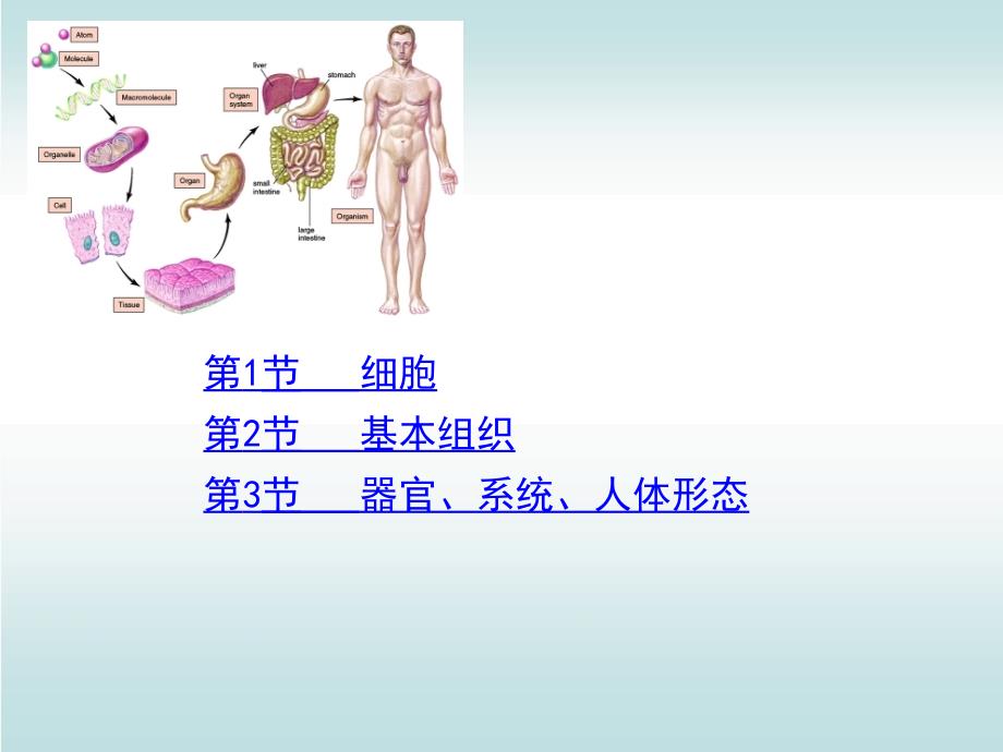 人体基本结构与功能上皮组织_第3页