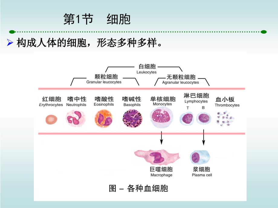 人体基本结构与功能上皮组织_第4页