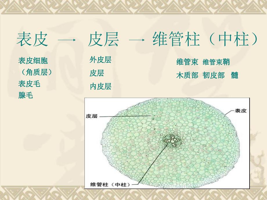 植物营养器官的观察Ⅰ_第4页