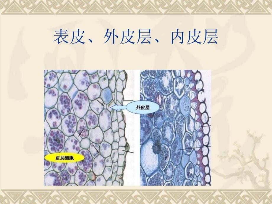 植物营养器官的观察Ⅰ_第5页