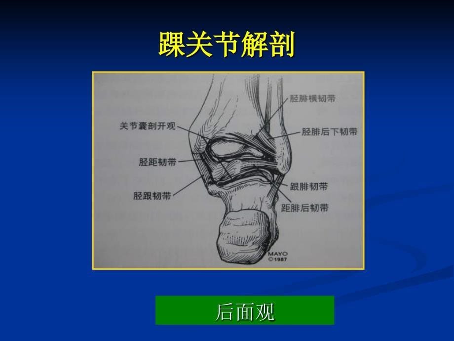 踝关节影像诊断_第5页