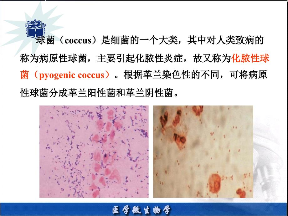 医学微生物章PPT课件_第2页