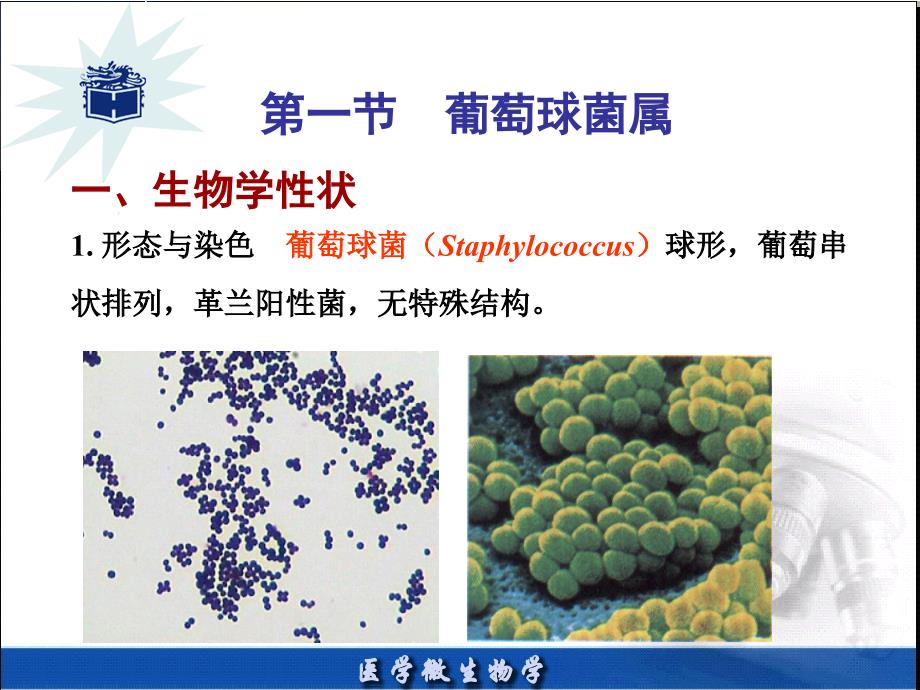 医学微生物章PPT课件_第3页