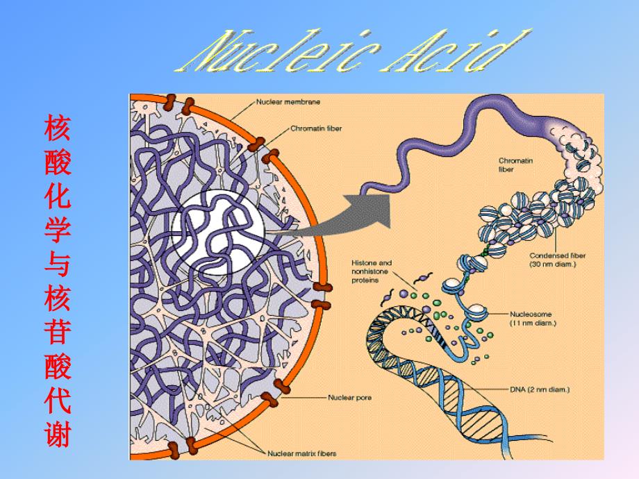 核酸化学与核苷酸代谢_第1页
