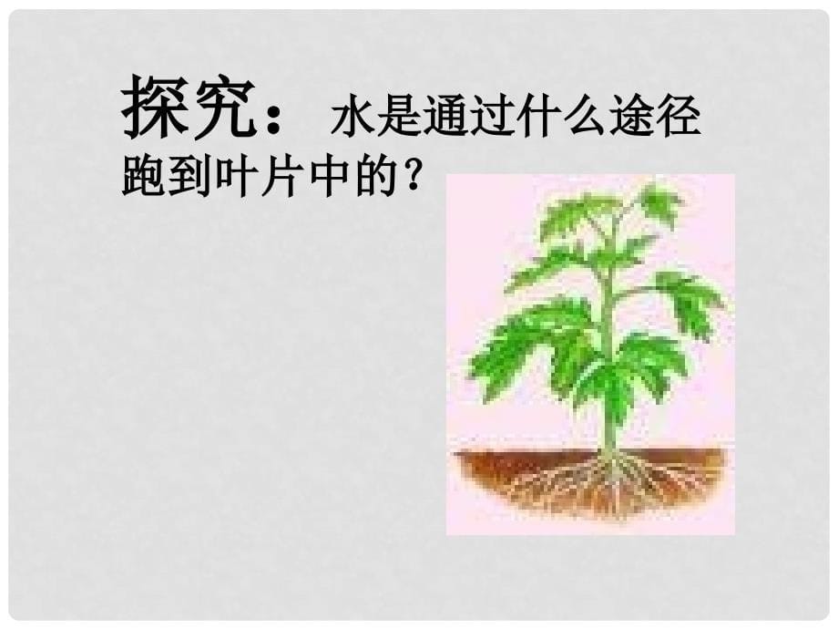 七年级生物水分进入植物体内的途径5课件新人教版_第5页